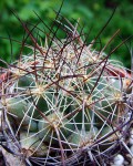 Coryphantha Ramillosa