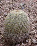 Coryphantha Recurvata