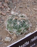 Coryphantha Reduncispina