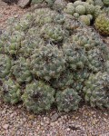 Coryphantha Retusa