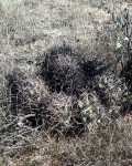 Coryphantha Robustispina