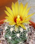 Coryphantha Sulcata