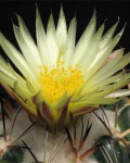 Coryphantha Sulcolanata