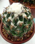 Coryphantha Tripugionacantha