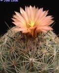 Coryphantha Unicornis