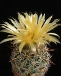 Coryphantha Vaupeliana