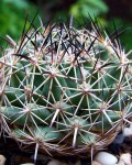 Coryphantha Vogtherriana