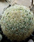 Coryphantha Werdermannii