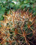 Coryphantha Wohlschlageri