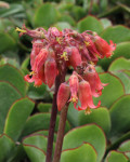 Cotyledon