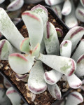 Cotyledon 'Happy Young Lady'