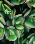 Crassula