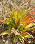 Crassula acinaciformis