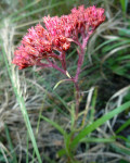 Crassula alba