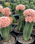 Crassula 'Buddha's Temple'