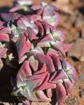 Crassula Deltoidea