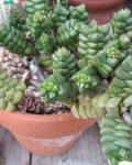 Crassula Marchandii