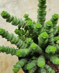 Crassula marnieriana