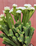 Crassula pyramidalis