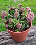 Crassula 'Springtime'