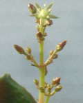 Crassula Streyi