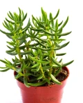 Crassula tetragona