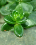 Cremnophila