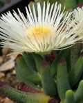 Cylindrophyllum