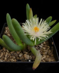 Cylindrophyllum comptonii