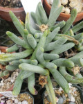 Cylindrophyllum hallii
