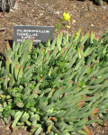 Cylindrophyllum tugwelliae