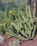 Cylindropuntia Acanthocarpa