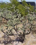 Cylindropuntia Alcahes