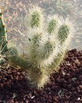 Cylindropuntia Bigelovii