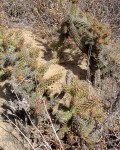 Cylindropuntia Californica