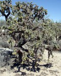 Cylindropuntia Cholla