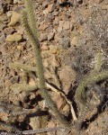 Cylindropuntia Ganderi