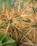 Cylindropuntia Hystrix