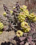 Cylindropuntia Imbricata