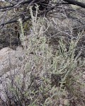 Cylindropuntia Leptocaulis