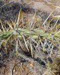 Cylindropuntia Molesta