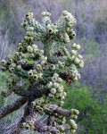 Cylindropuntia Prolifera