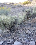 Cylindropuntia Ramosissima