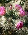 Cylindropuntia Rosea