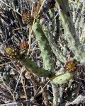 Cylindropuntia Tesajo