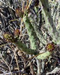 Cylindropuntia Tesajo