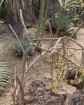 Cylindropuntia Thurberi