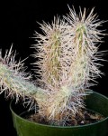 Cylindropuntia X Fosbergii