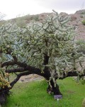 Cylindropuntia X Kelvinensis