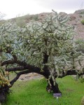 Cylindropuntia X Kelvinensis